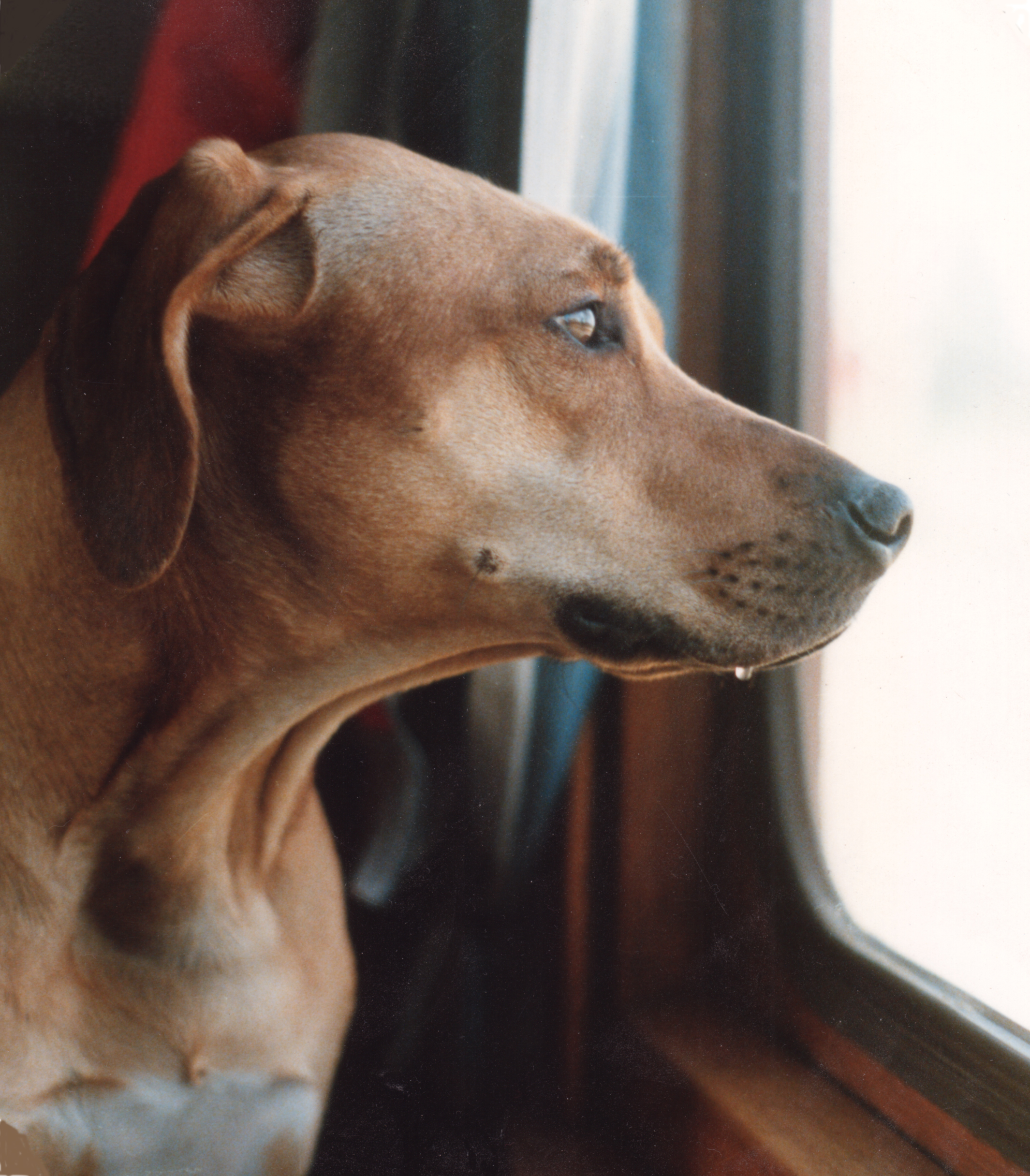 Assegai ridgebacks sales